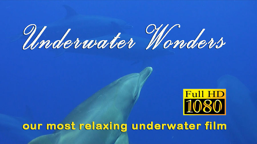 Underwater Wonders