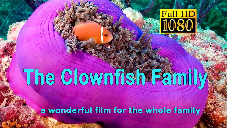 Clownfish Family