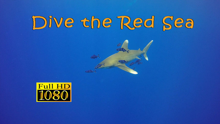 Dive the Red Sea