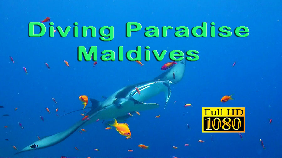 Diving Paradise Maldives