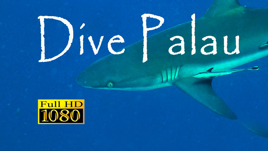 Dive Palau