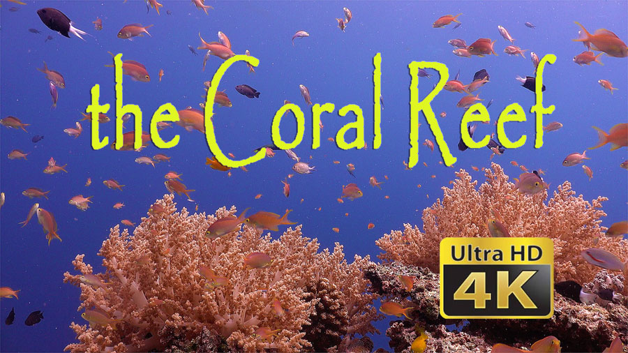 The Coral Reef