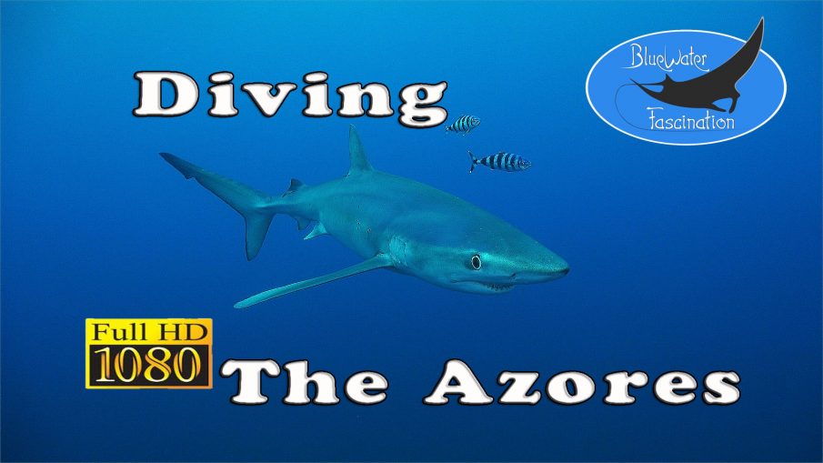 Diving the Azores