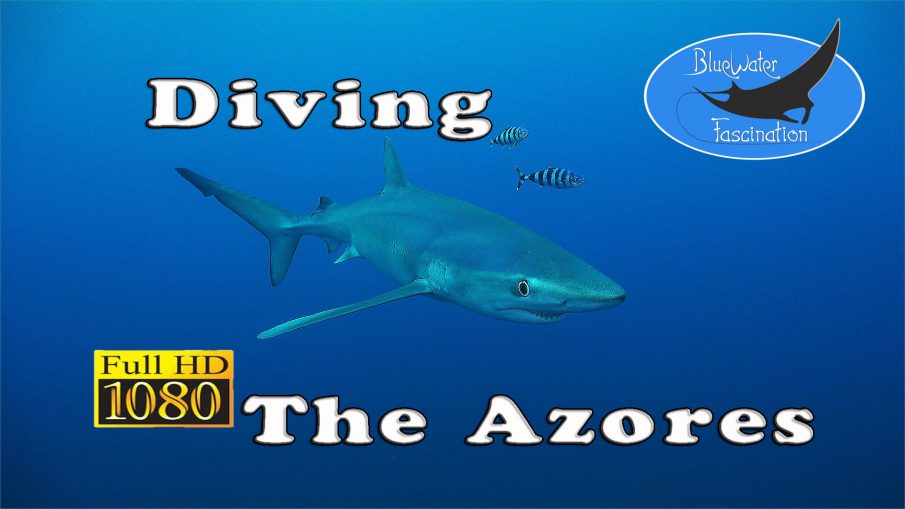 Diving the Azores