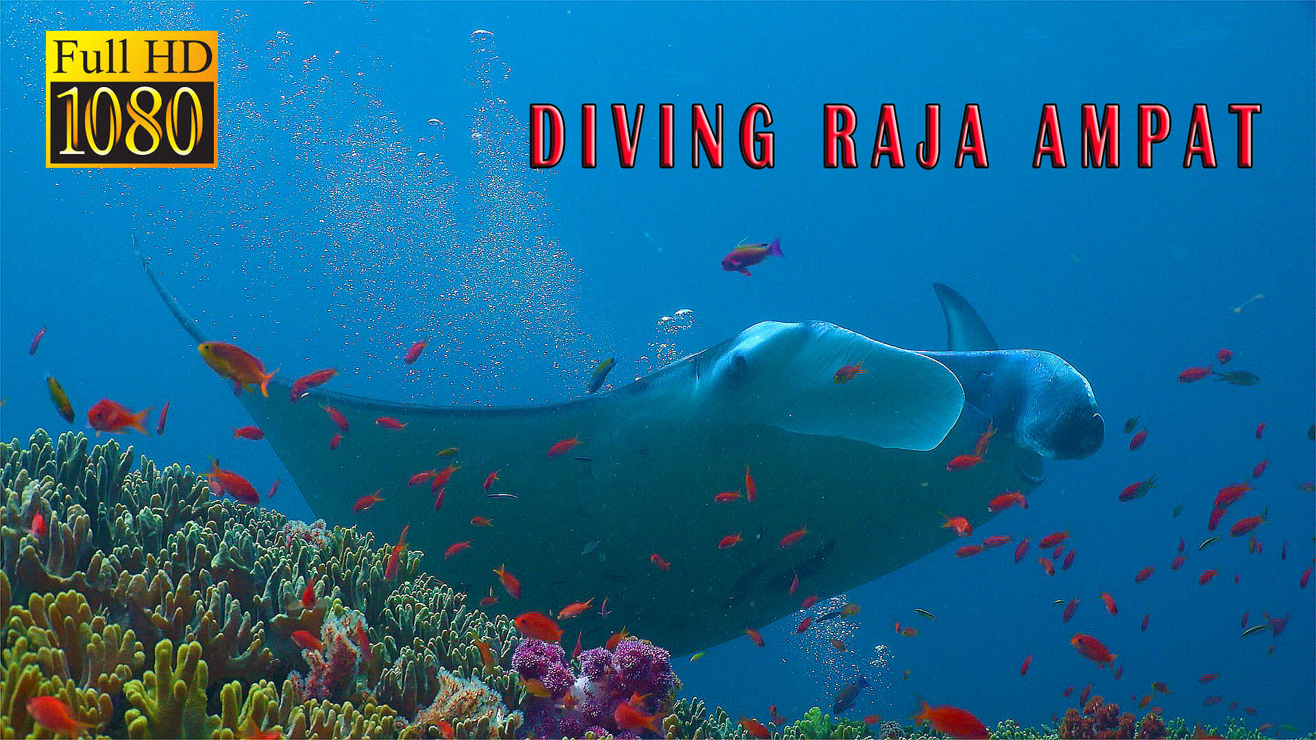 Diving Raja Ampat